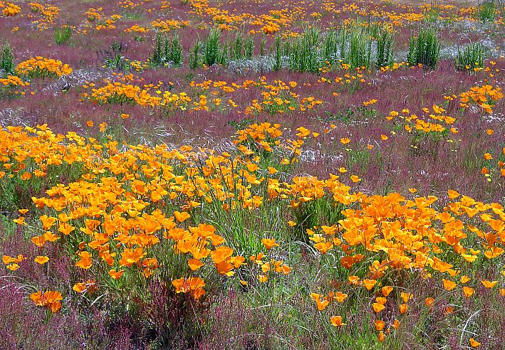 Flower meadow in New Zealand