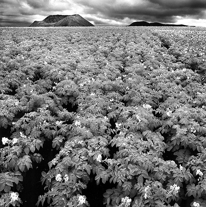 Giant Tomato field on Volcano soll