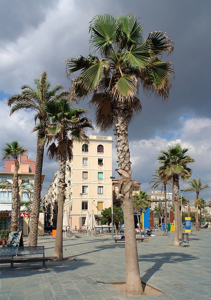 Beach promenade with palms