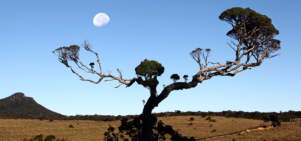 Bizarre Trees in Horten Plains National Park