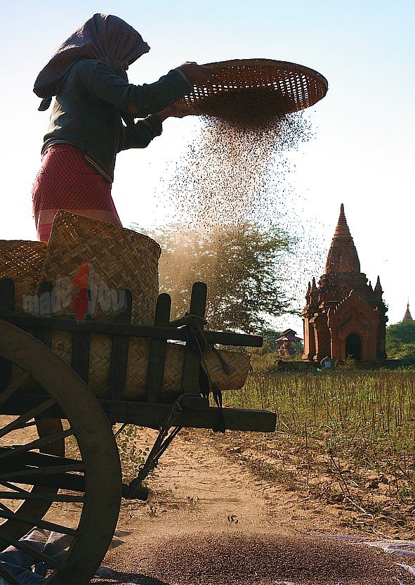 Getreideernte in Bagan