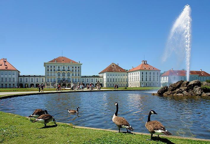 Geese in Nymphenburg Palace park