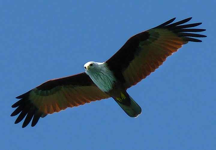 Sea eagle flying above Tup Island