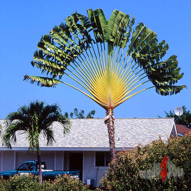 Palmgarden