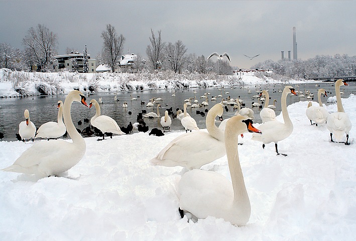 Winter romance in Munich - Swans on the river Isar