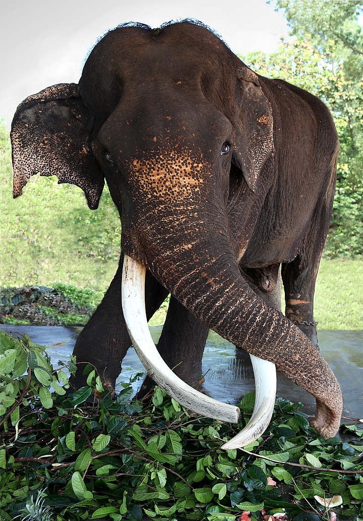 Old elephant in the elephant orphanage Pinnawela
