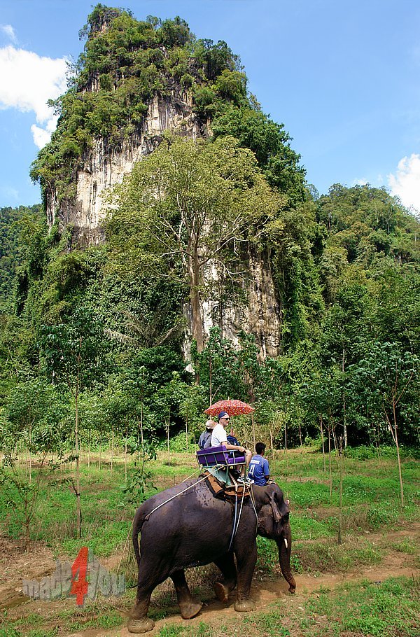 Elephant riding in Krabi