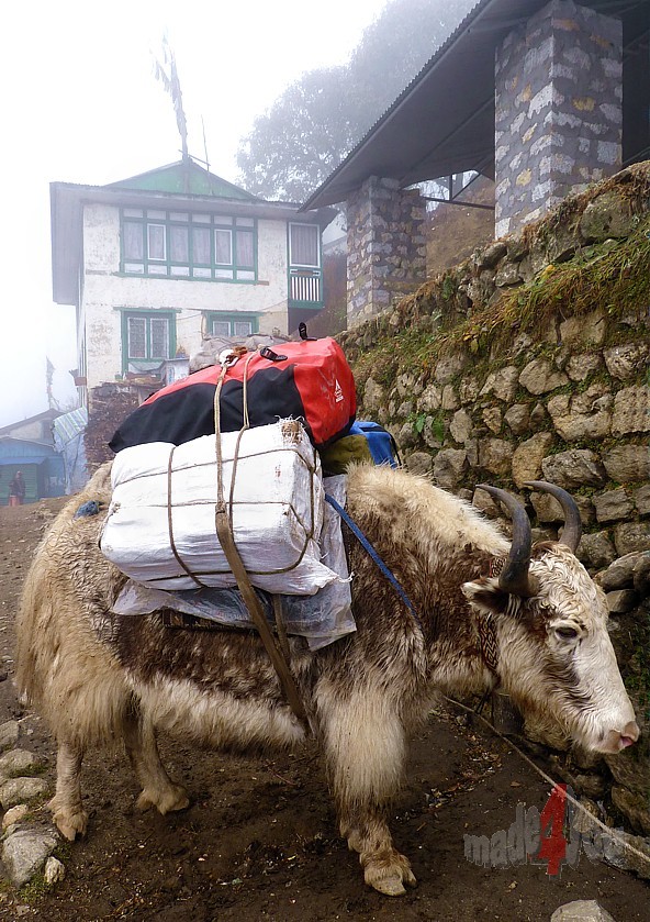 Yaks, the trucks of the mountains