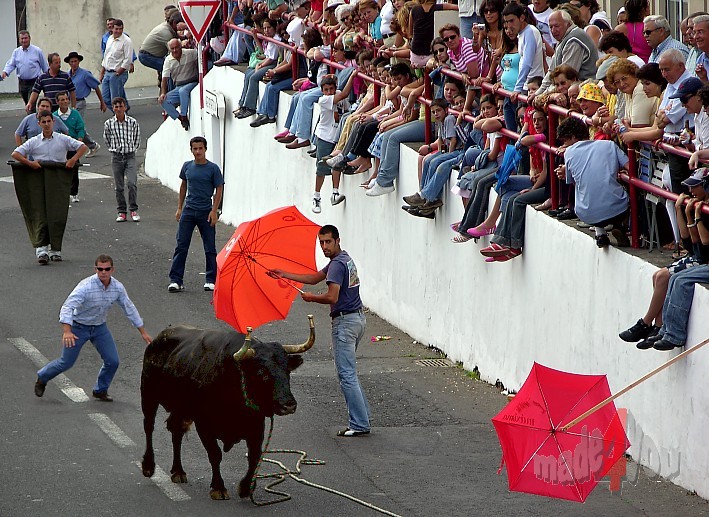 Tourada a Corda dangerous bullfighting