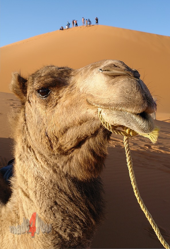 Camelride in the sand dunes of Merzouga