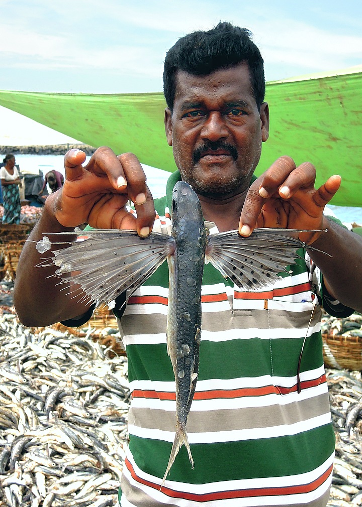 Flying fish at the fish market in Negombo