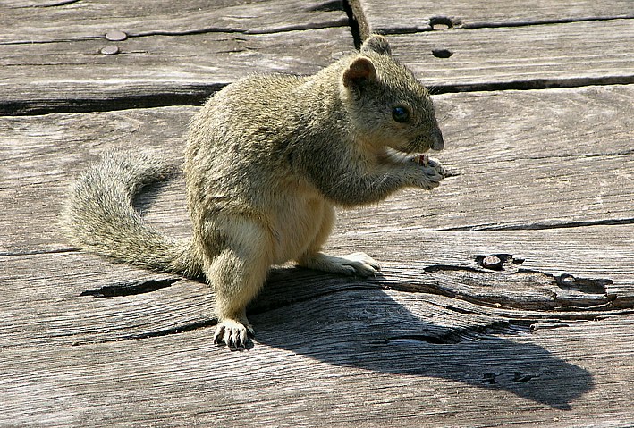 Burmese squirrel