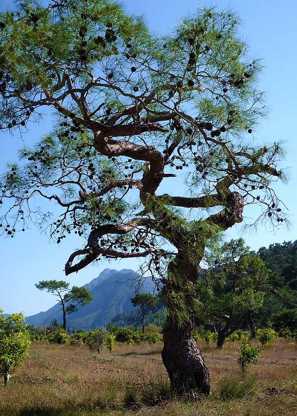 Ancient pines along the Lycian Way to Cirali