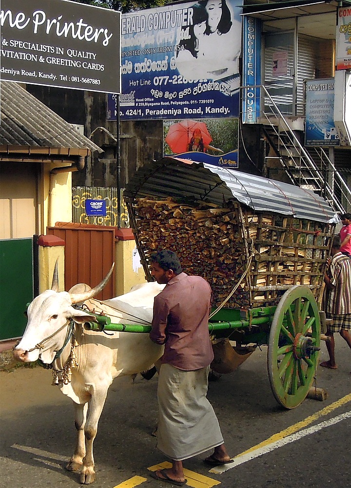 Timber merchant with bullocks trailer in Kandy