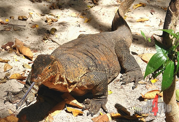 Giant lizard on the beach of Ko Rock