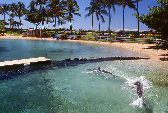 Dolphinshow