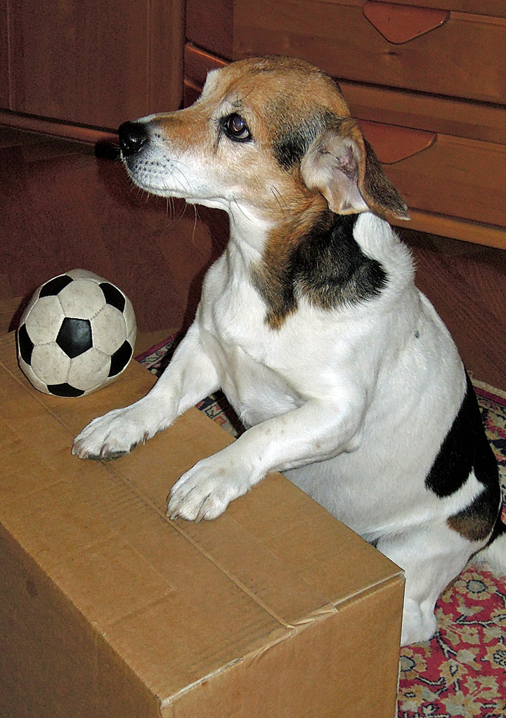 Jack Russell Terrier as pattern pupil