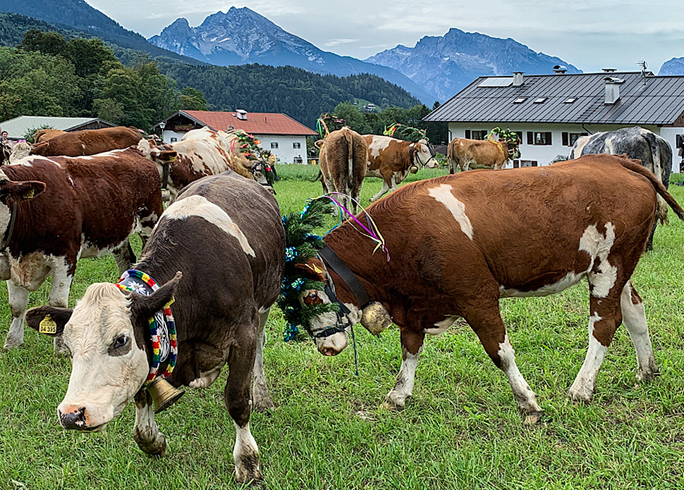 Violent cow at the cattle drive from Rossfeldalm