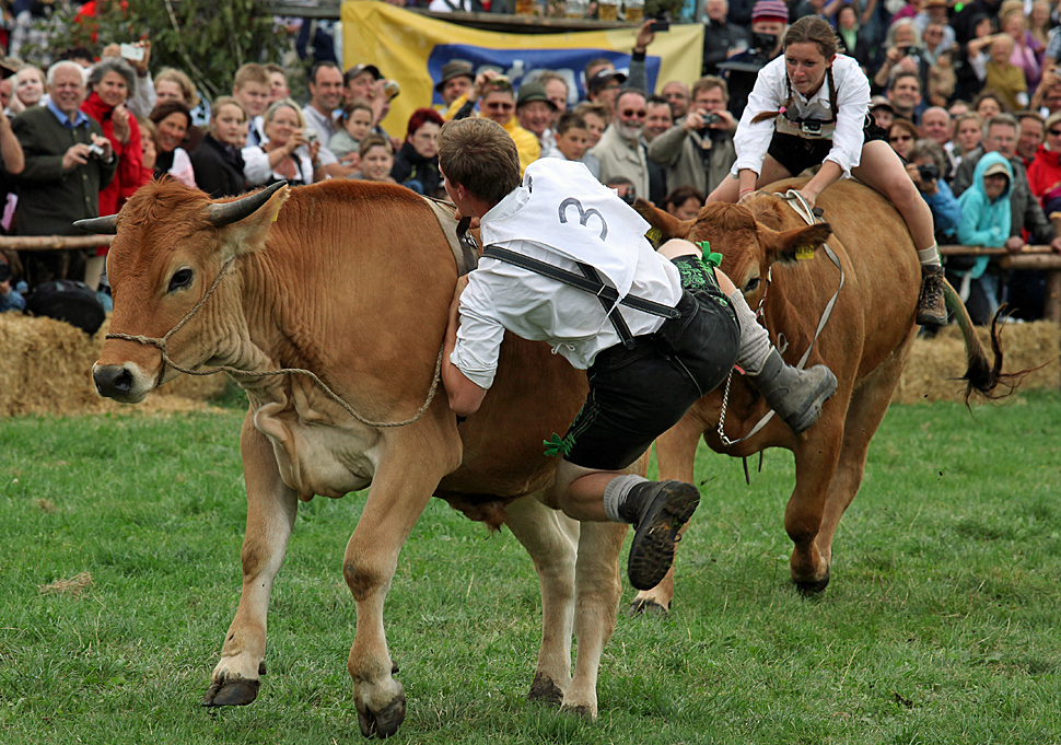 Stubborn oxen at the bull race in Muensing