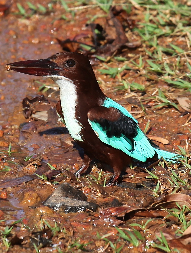 Beautiful river kingfisher in Sri Lanka