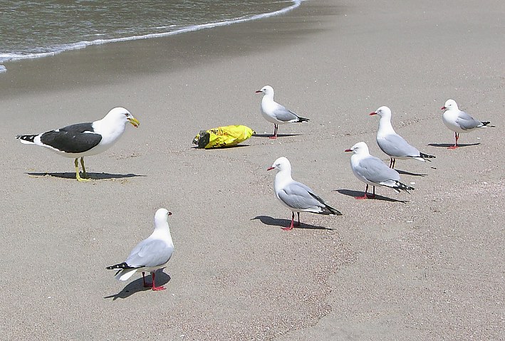 Strong hirarchy on the beach for seagulls