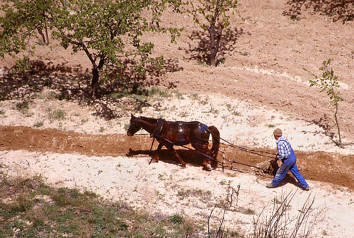 Turkish farmer ploughing fields in sparce highlands of Cappadocia