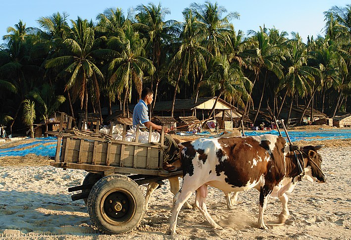 Ox-drawn cart on Ngapali Palmbeach