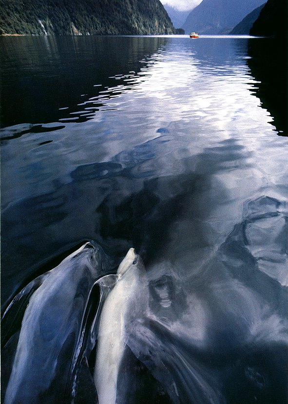 Dolphins in Milford Sound