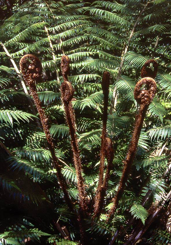 Giant fern in Abel Tasman National Park