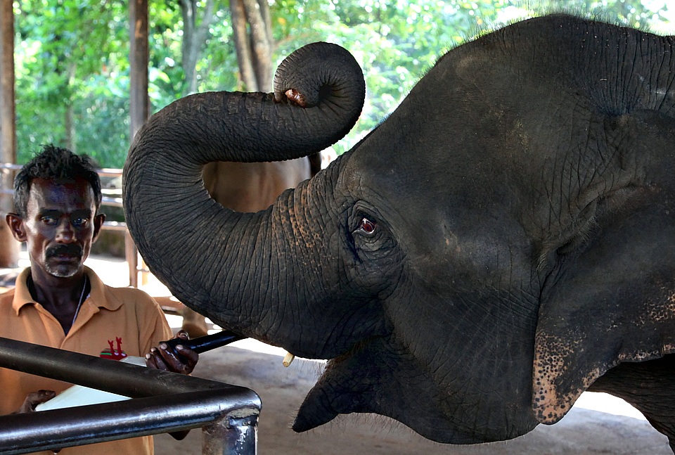 Elefantenbaby im Elefantenwaisenhaus Pinnawela