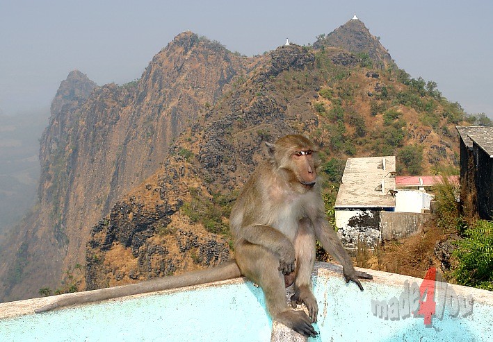 Monkey on summit of Mount Zwekabin near Hpa-an