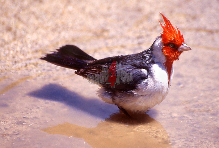 red headed Cardinal bird taking a bath