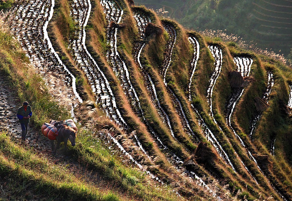 Rice farmer on his rice terraces in Longshen