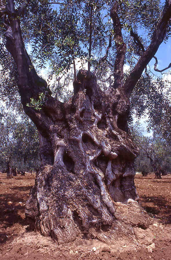 Old Olive tree