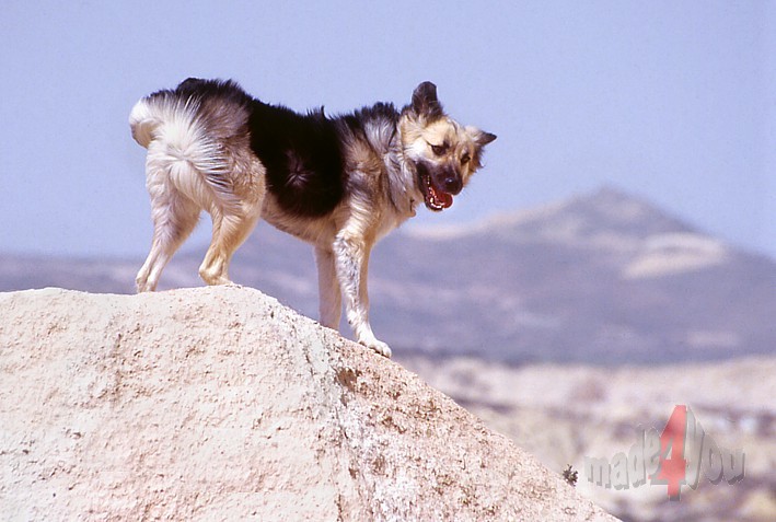 Wild dogs in Cappadocia