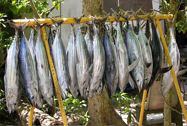 Tuna fish for sale