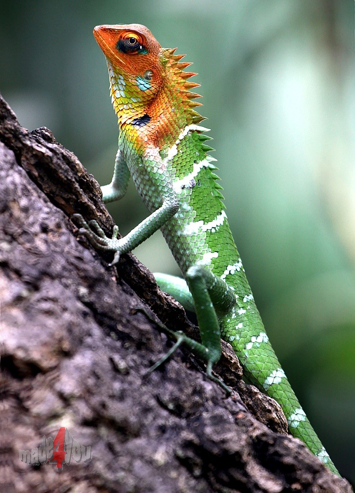 Colourful Chameleon in Sri Lanka