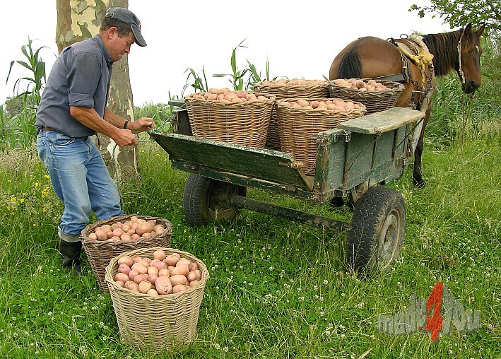 Potato harvester on Sao Miguel