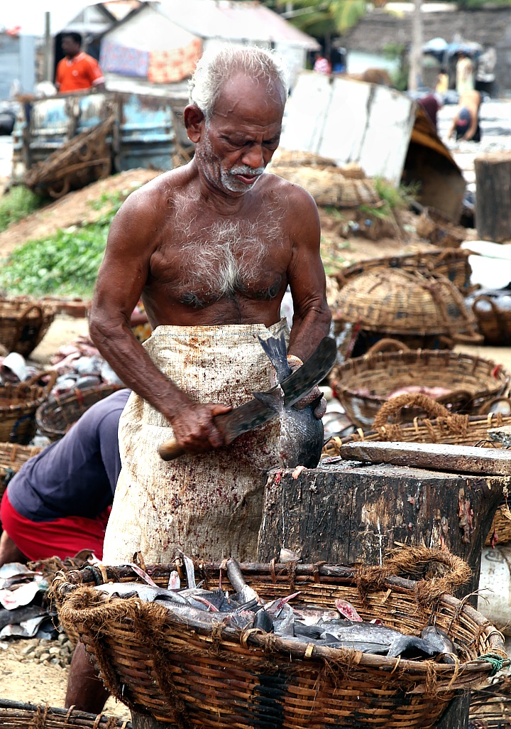 Fish factory in Negombo