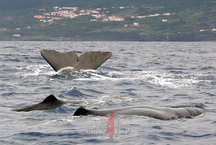 Whale watching in Lajes