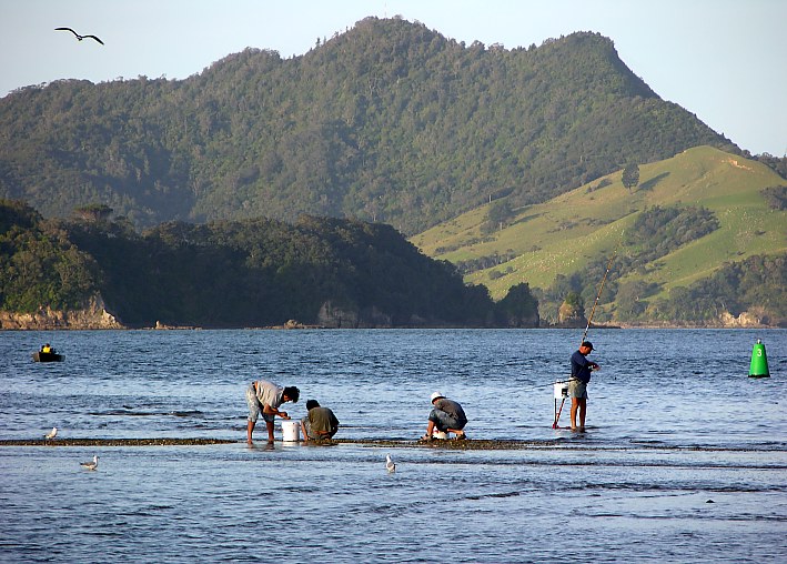 mussel collector at low tide on the beach of Whitianga