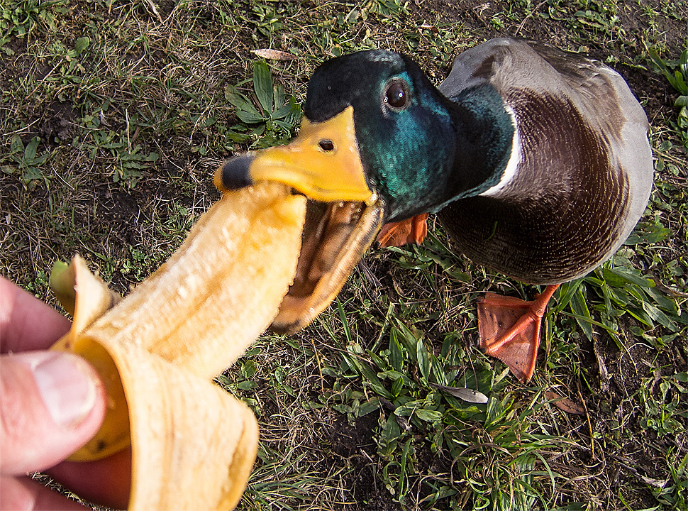 Feed greedy duck