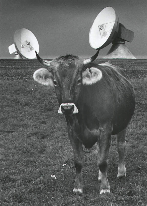 Hightech cow