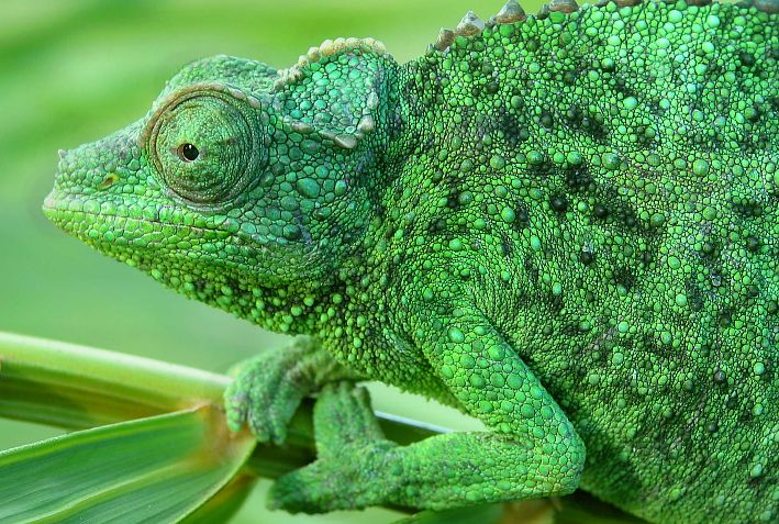 Poison green Chameleon