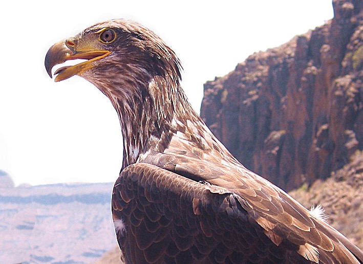 Eagle in Palmito Park