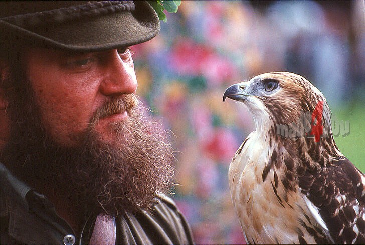 Falconer with hawk