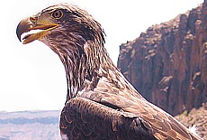 Eagle in Palmito Park