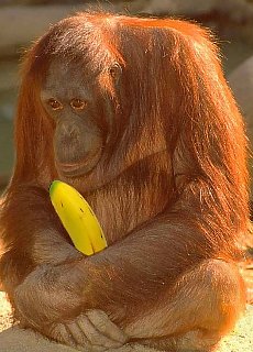 Monkey appetite on bananas