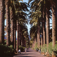 Gigant palms avenue in La Laguna