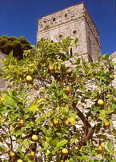 Lemon tree in the Villa Rufolo